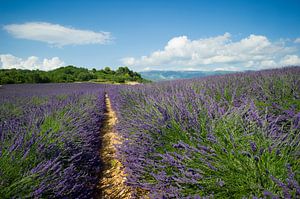 Valensole, Provence, Frankrijk, Frankrijk van Vincent Xeridat