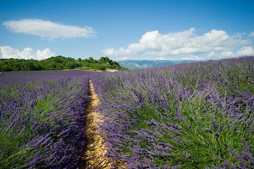 Valensole, Provence, Frankrijk, Frankrijk