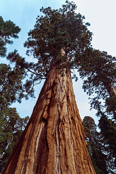 Recht omhoog in een sequoia