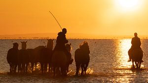 Camargue-Pferde mit ihren Reitern von Kris Hermans