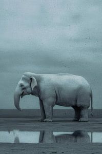 Einsamkeit in Grautönen - Elefant in stiller Landschaft