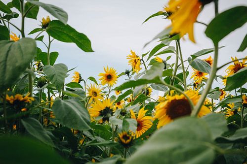 Zomerse zonnebloemen in de nazomerzon in Almere, Nederland II