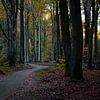Speulderbos 2022-7 van Nuance Beeld