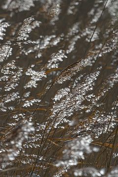 Graspluimen wuiven in het licht van Marjolijn van den Berg