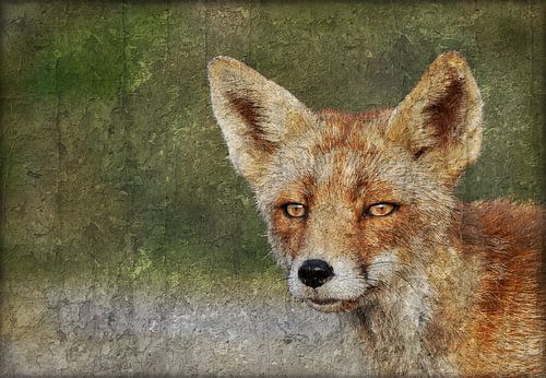 Traitement d'un renard (roux) dans les dunes