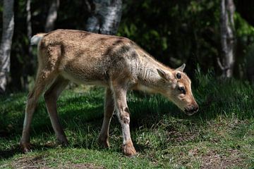 Reindeer baby by Sonja Foerster-Odenthal