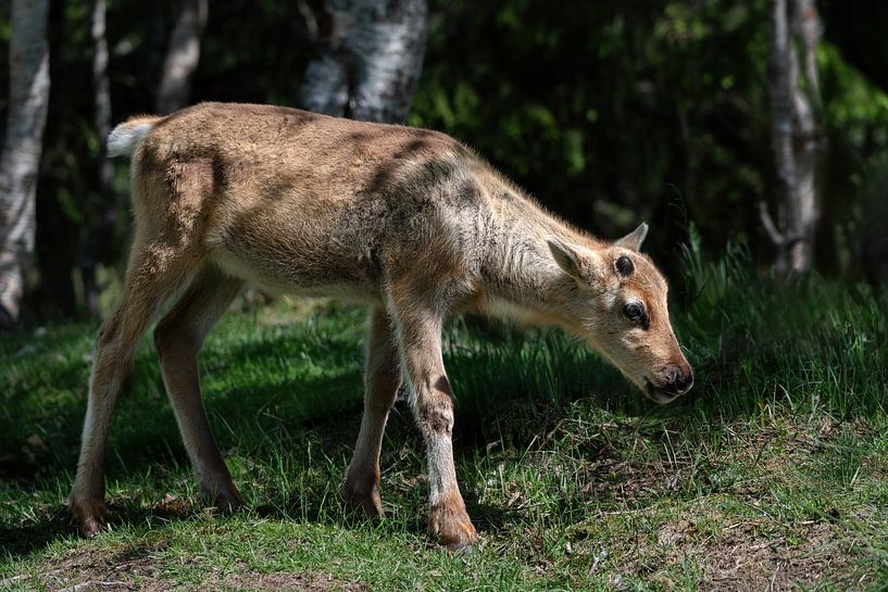 Bébé renne par Sonja Foerster-Odenthal