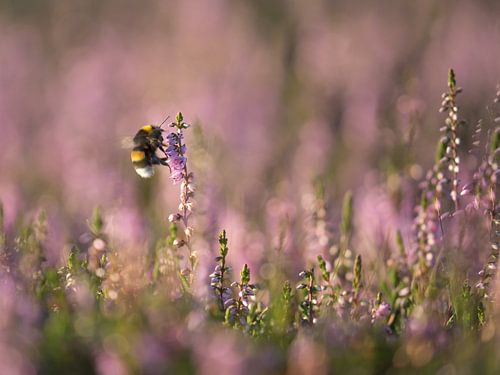 Bzzzzzzzz