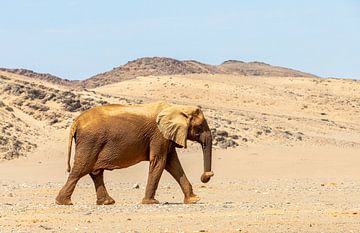 Walk in the desert by Britta Kärcher