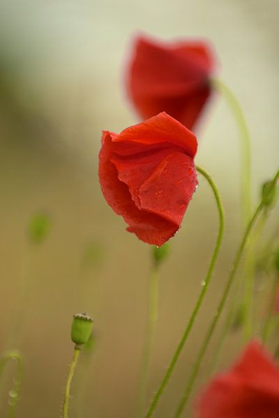 Mohnblumen mit Tropfen von Eveline Lenderink