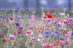 Champ de fleurs avec coquelicot et bleuet