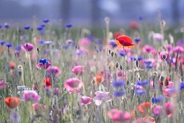 Flower field with poppy and cornflower by Karla Leeftink