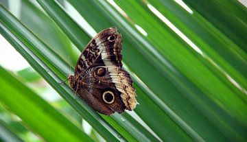 Butterfly on reed plant. by Floyd Angenent