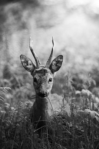 Jeune chevreuil dans la forêt sur John van de Gazelle fotografie