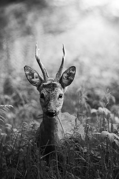Young roebuck in the forest by John van de Gazelle fotografie