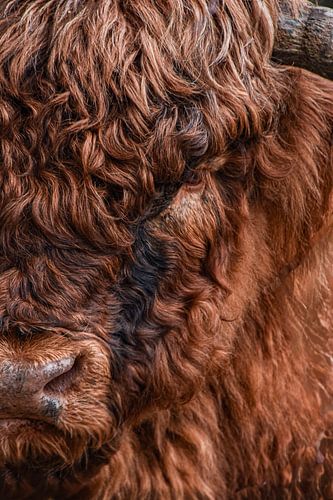 Scottish highlander upclose