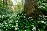 Savelsbos in de lente