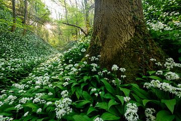 Savels Wald im Frühling von Marijn Heuts