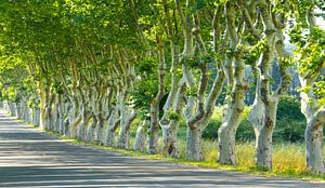 1965  Dancing plane trees van Adrien Hendrickx