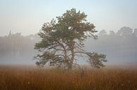 Pine in the Mist by Johan Vanbockryck thumbnail