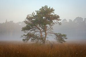 Kiefer im Nebel