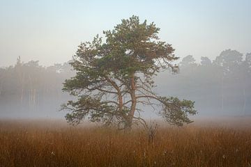 Den in de mist van Johan Vanbockryck