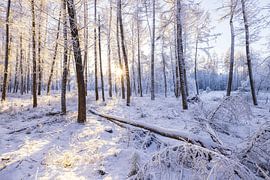 Dwingelderveld - Drenthe (Netherlands) by Marcel Kerdijk