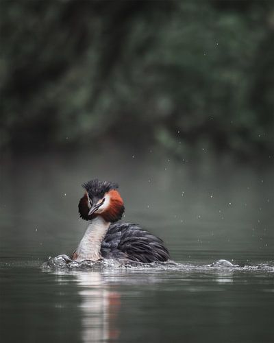 Grebe