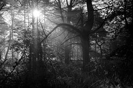 Skurrile Formen im Wald von Jurjen Melinga