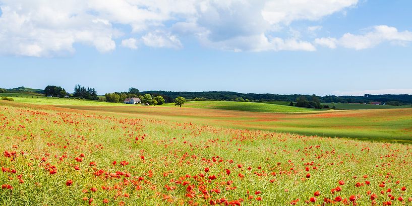 Coquelicot sur l'île de Møn au Danemark par Werner Dieterich