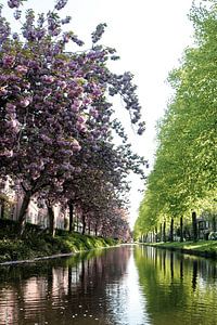 Spring trees in Holland by Ineke Huizing