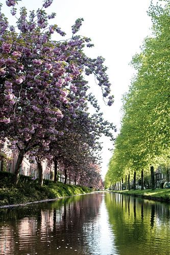 Arbres de printemps en Hollande