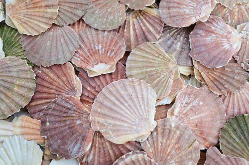 Verzameling gekleurde Jakobsschelpen van Mark Bolijn