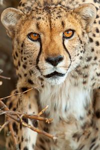 Cheetah van Marcel Henderik
