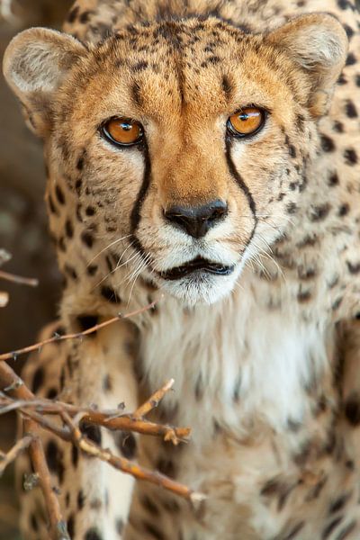 Gepard von Marcel Henderik