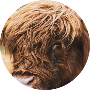 Portret van een Schotse Hooglander in de natuur van Sjoerd van der Wal Fotografie