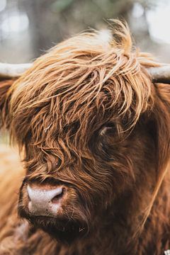Porträt eines schottischen Hochlandbewohners in der Natur von Sjoerd van der Wal