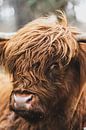 Porträt eines schottischen Hochlandbewohners in der Natur von Sjoerd van der Wal Fotografie Miniaturansicht