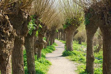 Willows by Michel van Kooten