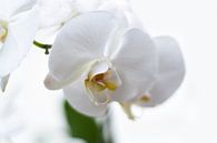 Witte Orchidee par Alied Kreijkes-van De Belt Aperçu