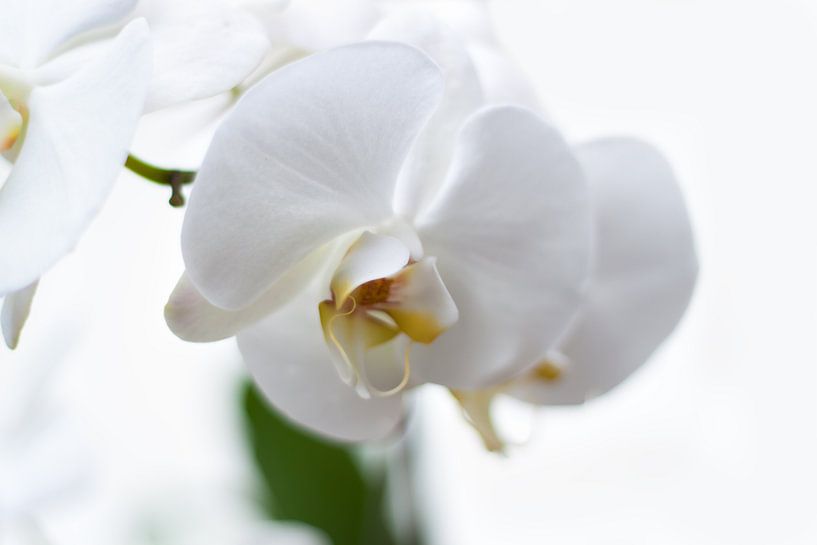 Witte Orchidee by Alied Kreijkes-van De Belt