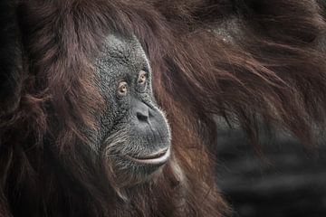 Ruhiges und intelligentes Orang-Utan-Gesicht Nahaufnahme Porträt von Michael Semenov