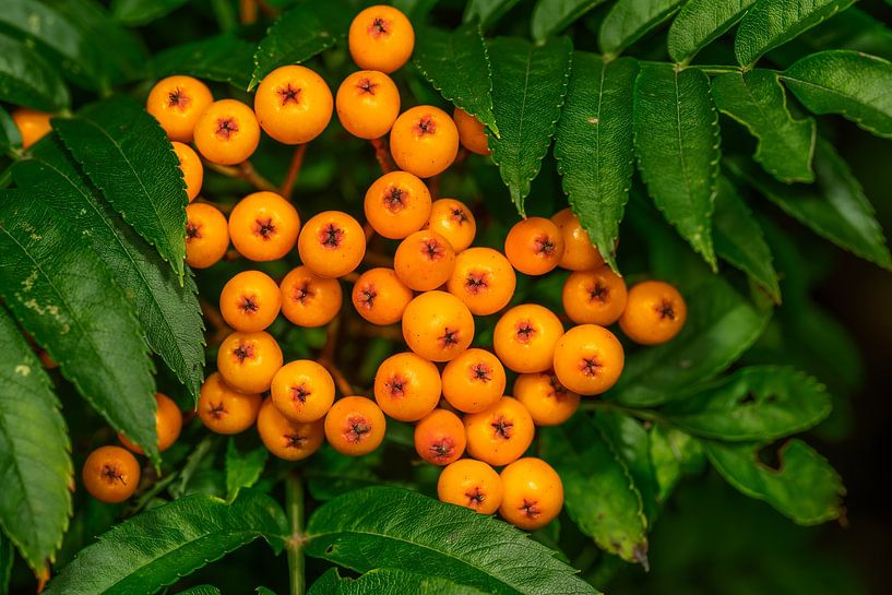 Nahaufnahme von orangen Vogelbeeren von ManfredFotos