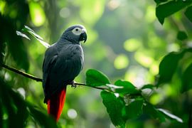 Grey parrot in the green by Poster Art Shop