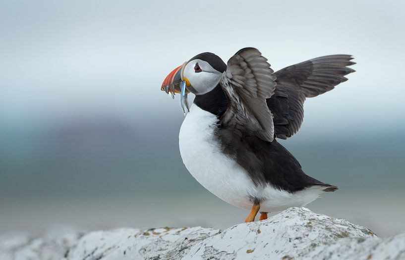 Papageientaucher von Menno Schaefer