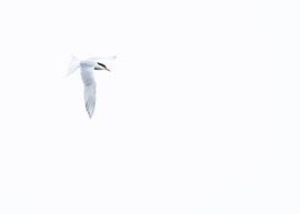 High-key common tern by Ronald Buitendijk Fotografie