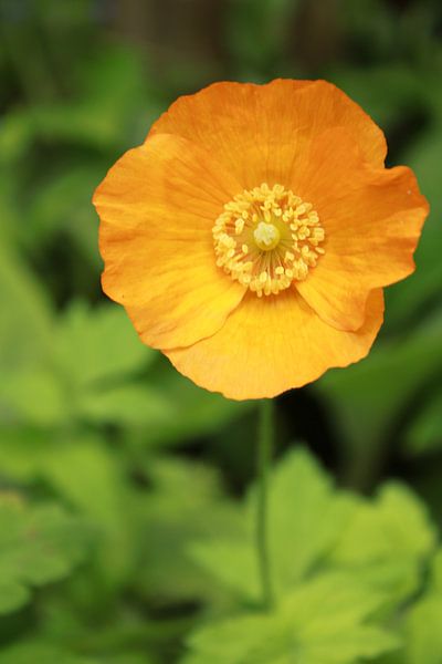 Orangefarbene Blume von Zoë Golsteijn