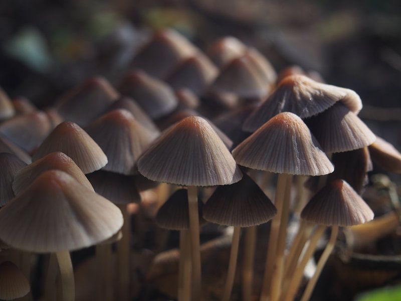 Paddenstoelen van dichtbij by Anne de Brouwer