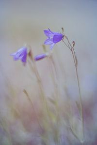 Sommerblumen in Pastell