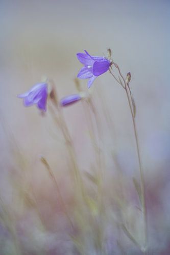 Zomerbloemen in Pastel